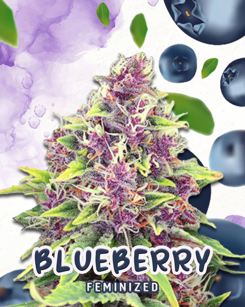 Blueberry Strain Marijuana Seeds | Queen Seeds