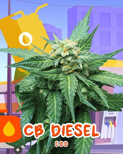 CB-Diesel-Strain