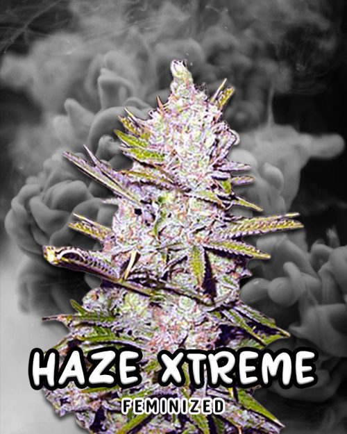 Haze-Xtreme-Strain