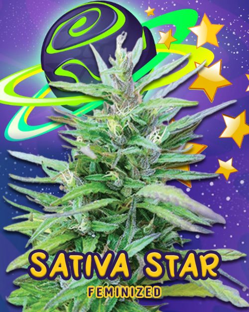 Sativa-Star-Strain