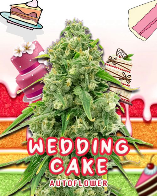 Wedding-Cake-Strain