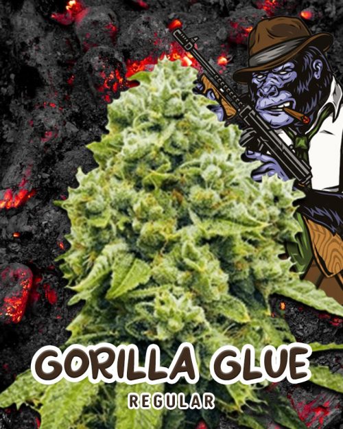 Gorilla-Glue-Regular-Strain