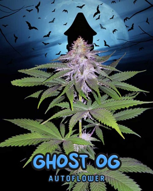 Ghost-OG-Strain