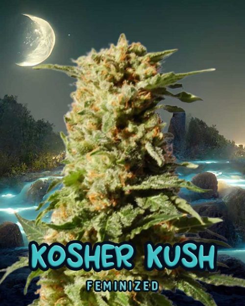 Kosher-Kush-Strain