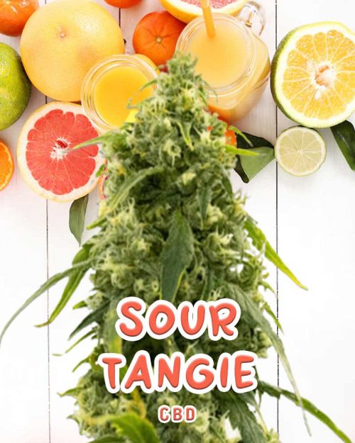 Sour-Tangie-Strain