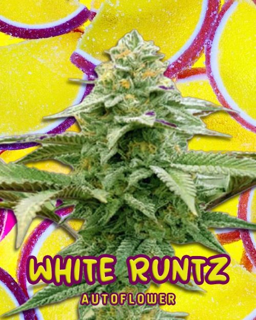 White-Runtz-Strain